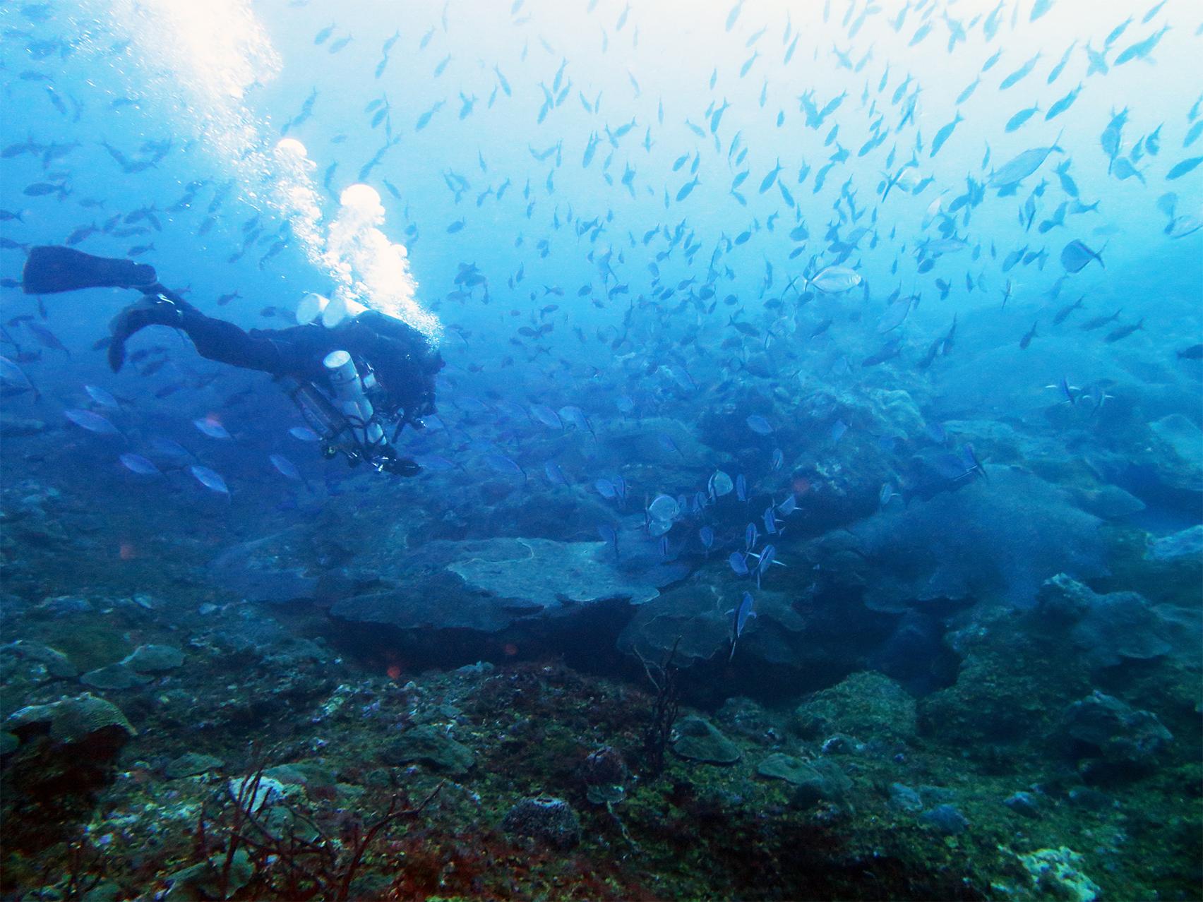 Harbor Branch Oceanographic Institute